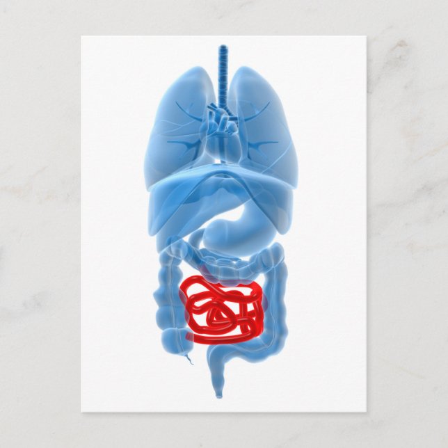 X-Ray-bild av interna organ med liten Vykort (Framsida)
