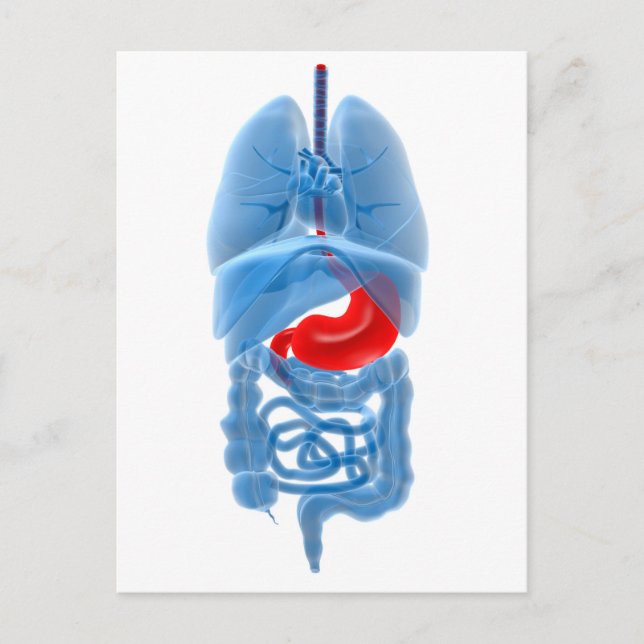 X-Ray-bild av interna organ med stomach Vykort (Framsida)
