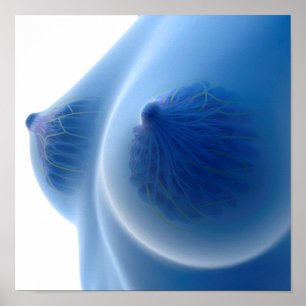 X-Ray-bild av kvinnlig bröstanatomi Poster