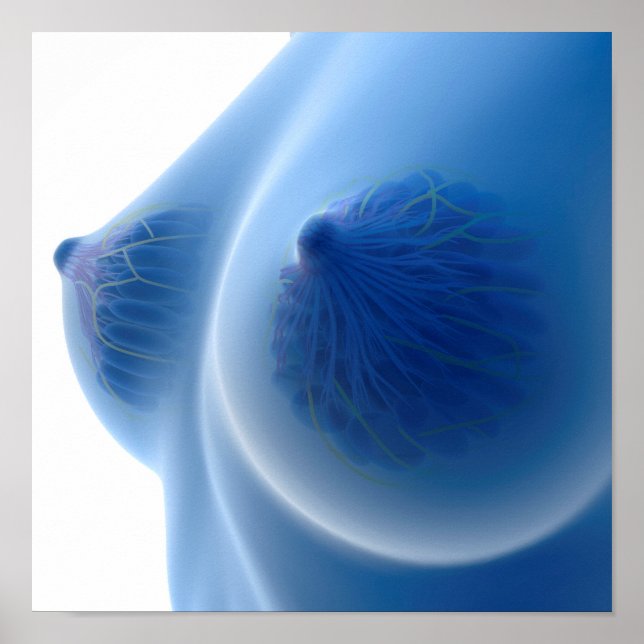 X-Ray-bild av kvinnlig bröstanatomi Poster (Framsidan)