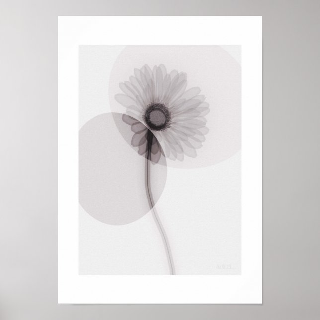X-ray Botanical Art - Gerbera Poster (Framsidan)