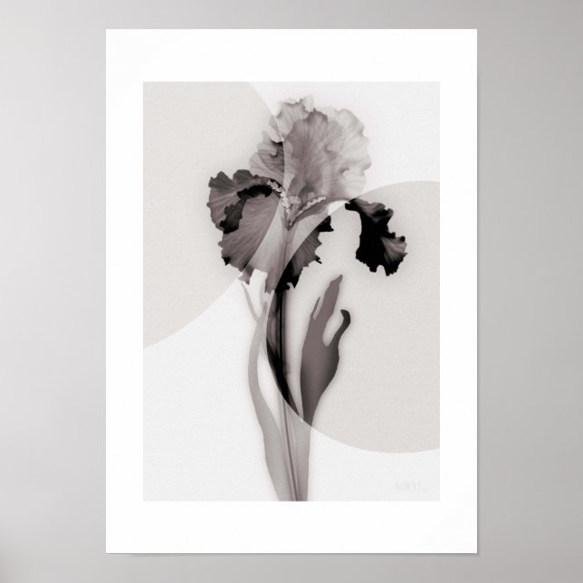 X-ray Botanical Art - Iris Poster (Framsidan)