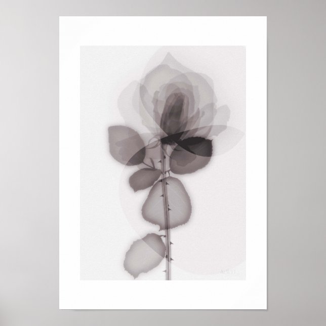 X-ray Botanical Art - Rose Poster (Framsidan)