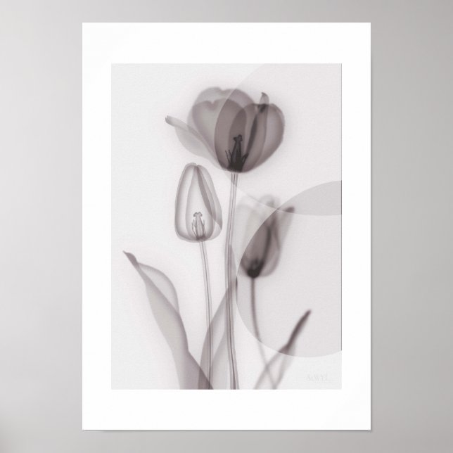 X-ray Botanical Art - Tulip Poster (Framsidan)