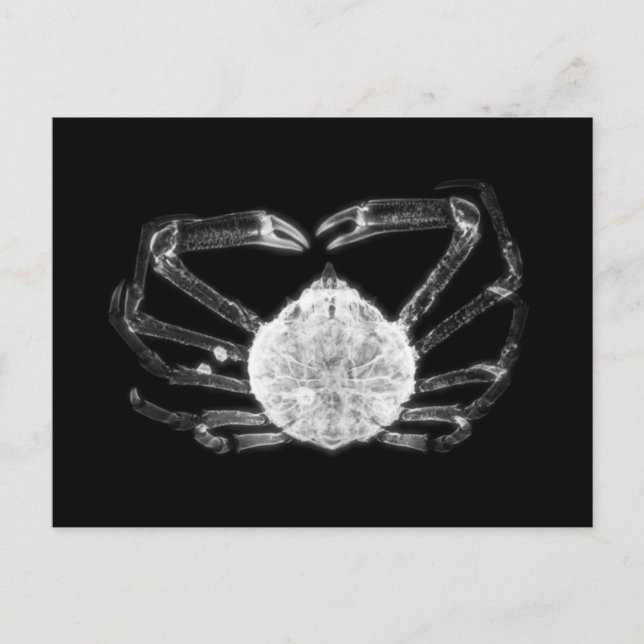 X-Ray Crab Vykort (Framsida)