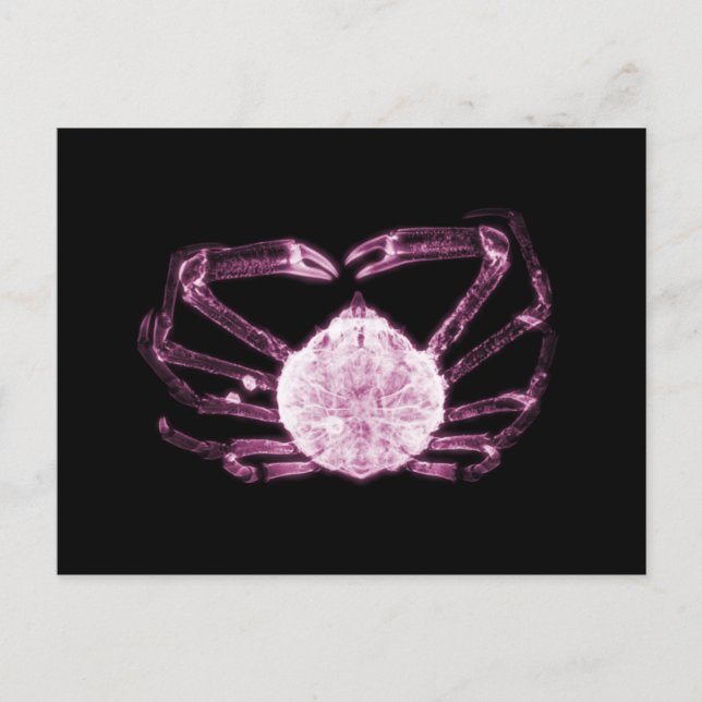 X-Ray Crab Vykort (Framsida)