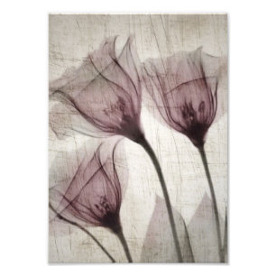 X-Ray Flowers med tre Rosa Vintage Fototryck