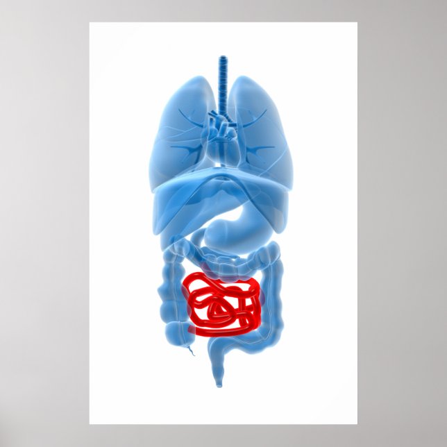 X-Ray Image Of Internal Organs With Small Poster (Framsidan)