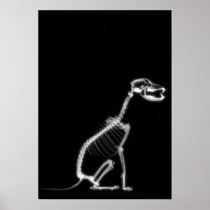 X-RAY PUPPY HUND SKELETON SITTA - B&W POSTER