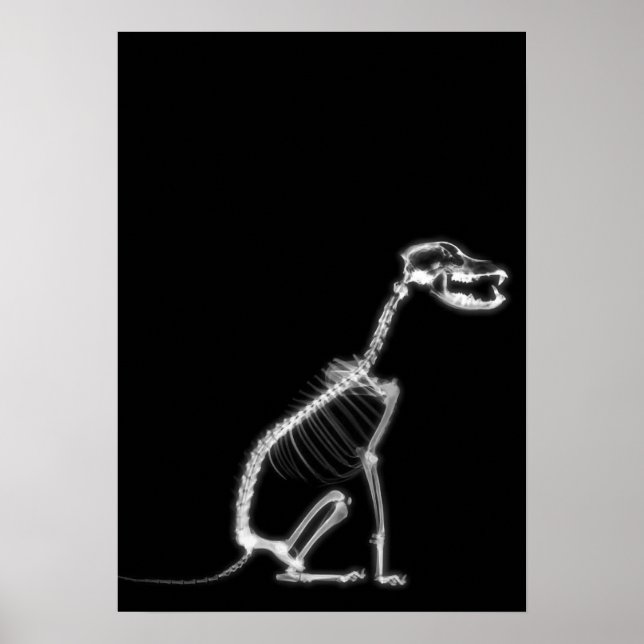 X-RAY PUPPY HUND SKELETON SITTA - B&W POSTER (Framsidan)