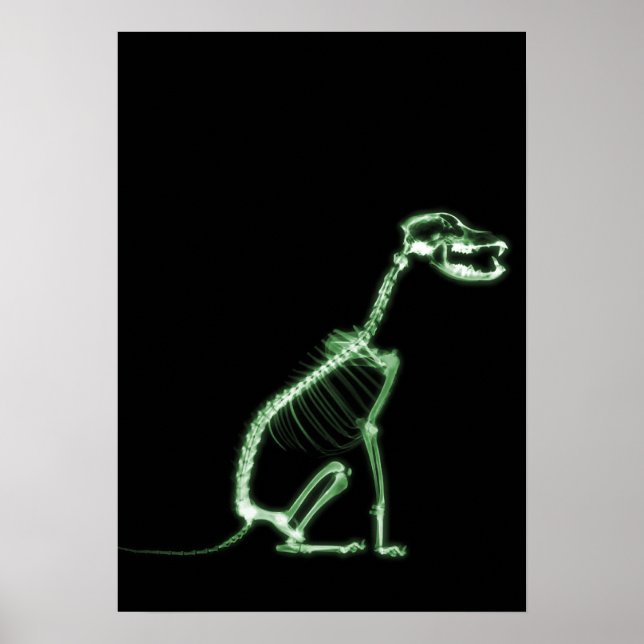 X-RAY PUPPY HUND SKELETON SITTA - GRÖNT POSTER (Framsidan)