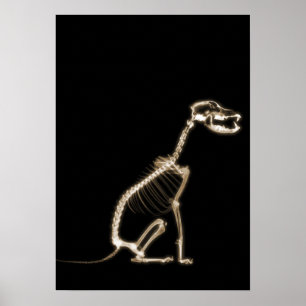 X-RAY PUPPY HUND SKELETON SITTA - SEPIA POSTER
