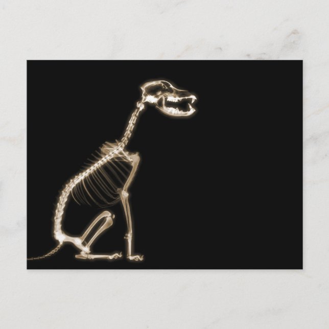X-RAY PUPPY HUND SKELETON SITTA - SEPIA VYKORT (Framsida)