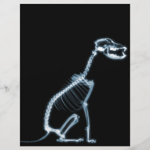 X-RAY SKELETON HUND SITTA - BLUE & BLACK