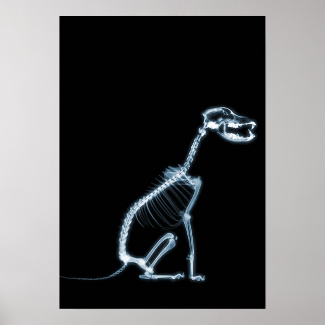X-RAY SKELETON HUND SITTA - BLUE & BLACK POSTER (Framsidan)
