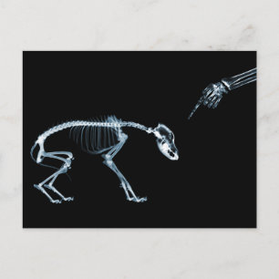 X-Ray Skeletons Bad Hund Blue Vykort