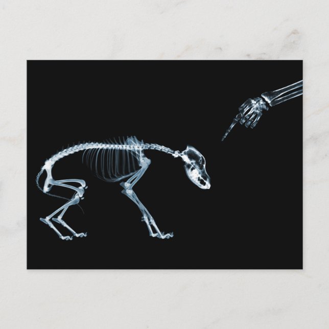 X-Ray Skeletons Bad Hund Blue Vykort (Framsida)