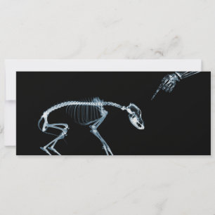 X-Ray Skeletons Blue Bad Hund Inbjudningskort