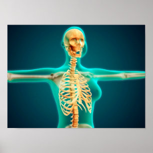 X-Ray-vy över kvinnlig överkropp som visar revbens Poster