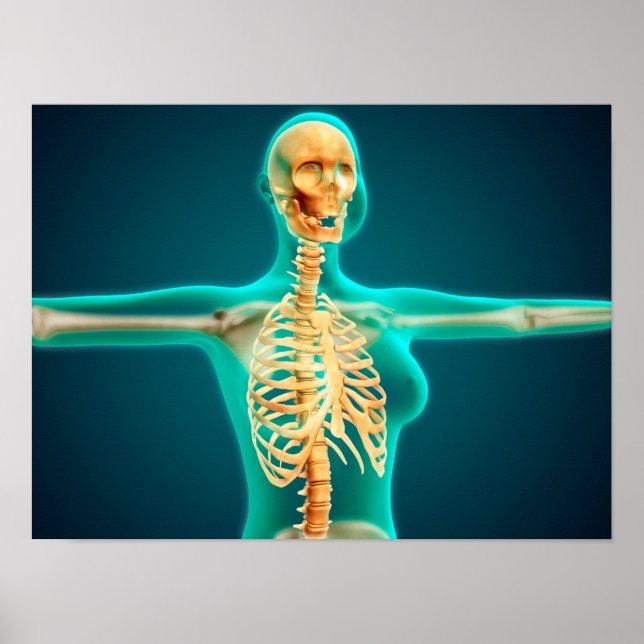 X-Ray-vy över kvinnlig överkropp som visar revbens Poster (Framsidan)