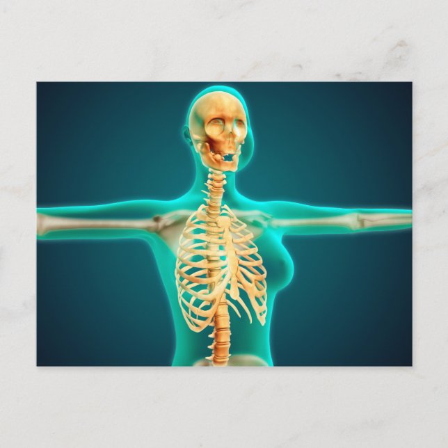 X-Ray-vy över kvinnlig överkropp som visar revbens Vykort (Framsida)