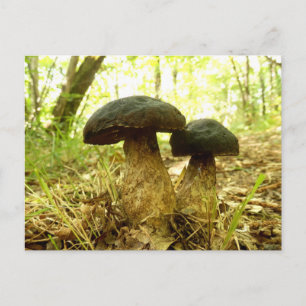 Xerocomus pruinatus Mushroom vykort
