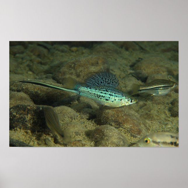 Xiphophorus montezumae - Montezumae Sordtail Poster (Framsidan)