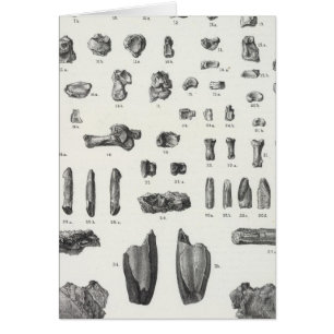 XL Tomitherium, Esthonyx, Ecväxelanus Hälsningskort