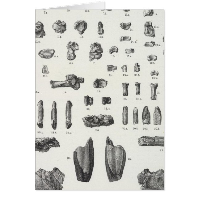 XL Tomitherium, Esthonyx, Ecwitanus Hälsningskort (Framsidan)