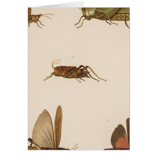 XLIII Acridium, Tomonotus, Pedioscertetes Hälsningskort (Framsidan)