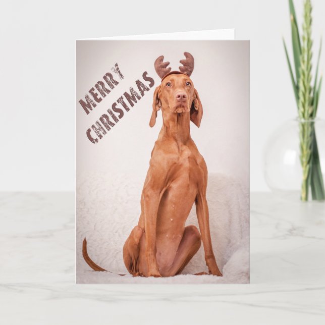 Xmas Card / Christmas Card "Magyar Vizsla" Helgkort (Framsida)