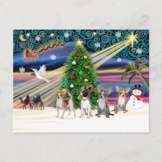 Xmas Magic-Chihuahuaer (fyra) Helg Vykort