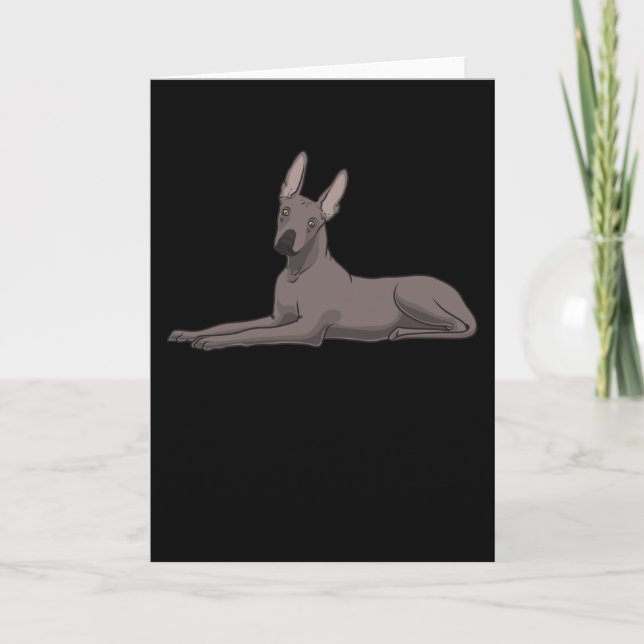 Xoloitzcuinten, Hund Kort (Framsida)