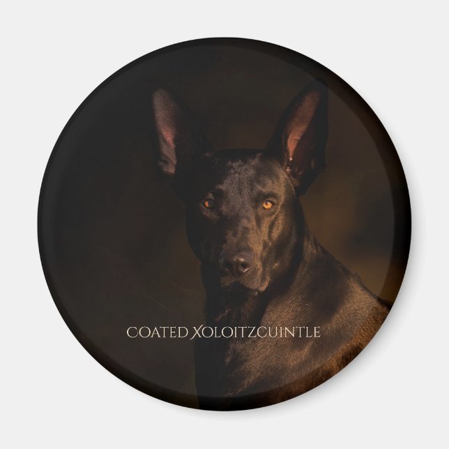 Xoloitzcuintle Jackat magnet (Framsidan)