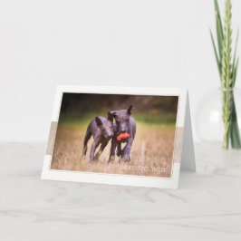 Xoloitzcuintle Puppies-gratulationskort Kort