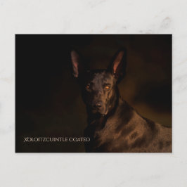 Xoloitzcuintle-vykort Vykort