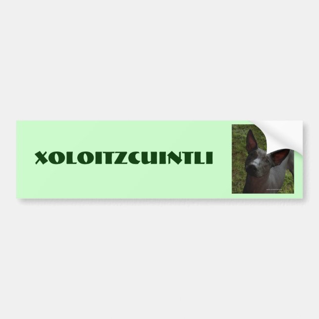 Xoloitzcuintli Bildekal (Framsidan)