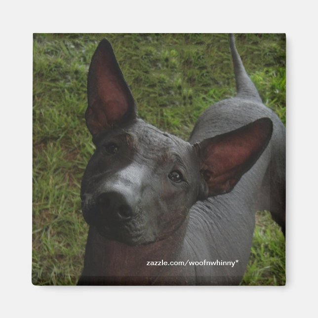 Xoloitzcuintli Magnet (Framsidan)