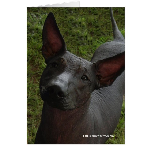 Xoloitzcuintli OBS Kort (Framsidan)