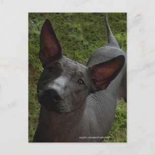 Xoloitzcuintli Vykort