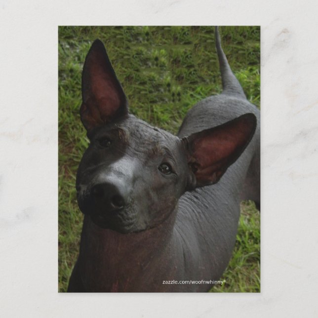 Xoloitzcuintli Vykort (Framsida)