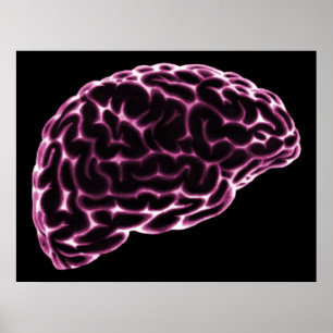 XRAY BRAIN SIDE VY ROSA POSTER