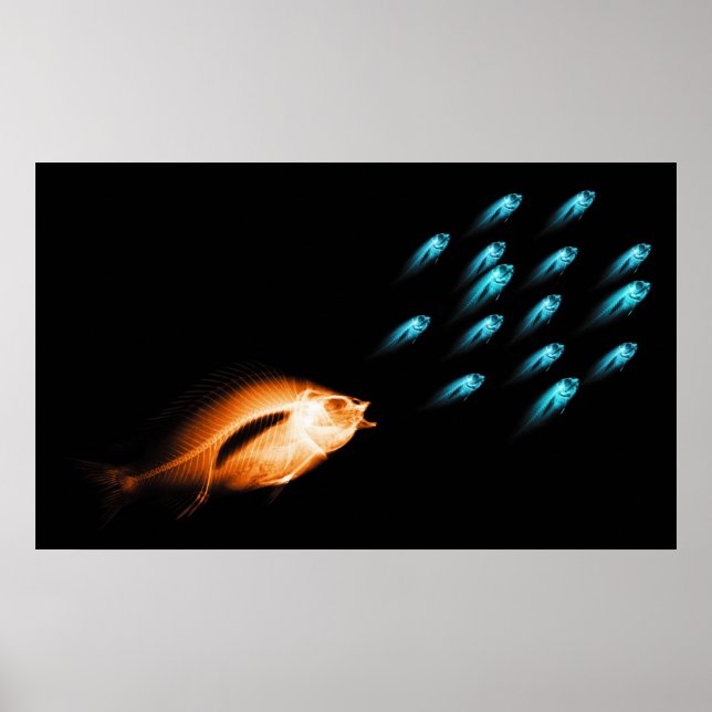 XRAY FISH CHASE BLACK ORIGINAL POSTER (Framsidan)
