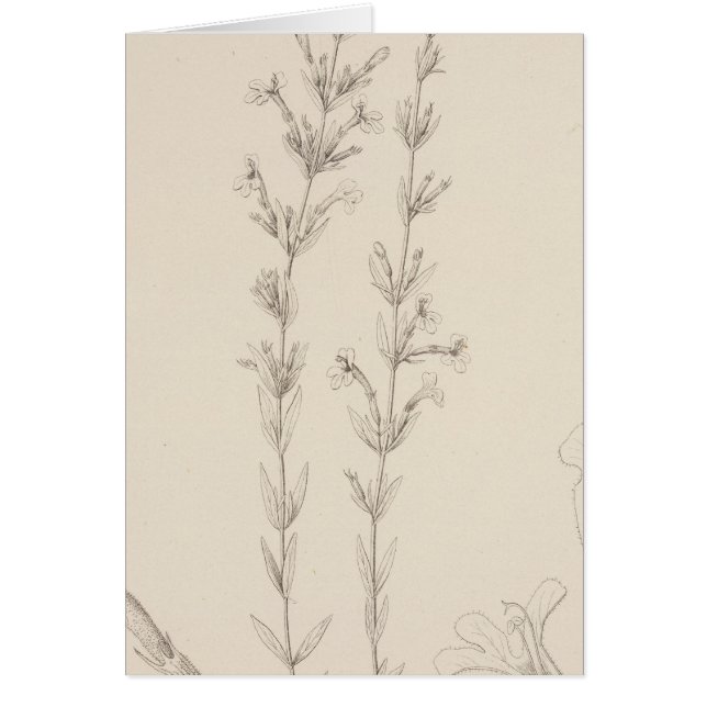 XVII Hedeoma hyssopieolia Hälsningskort (Framsidan)
