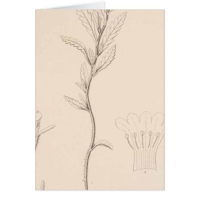 XVIII Nama rothrockii Hälsningskort (Framsidan)