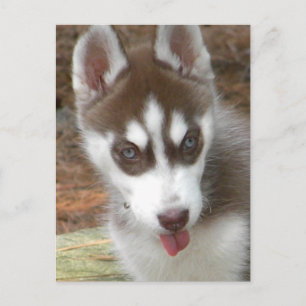 XX- Cute Siberian husky Puppy Hund Vykort