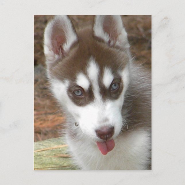 XX- Cute Siberian husky Puppy Hund Vykort (Framsida)