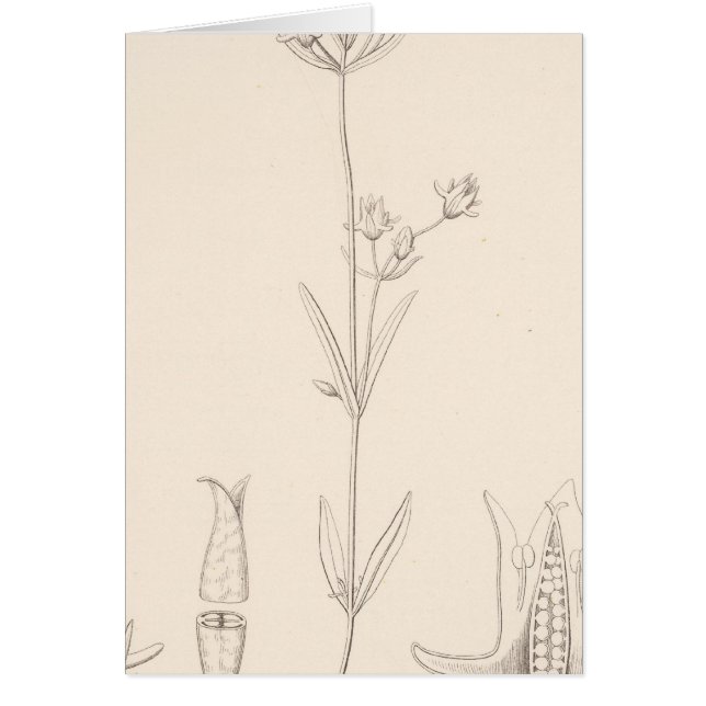 XXI Halenia rotrockii Hälsningskort (Framsidan)