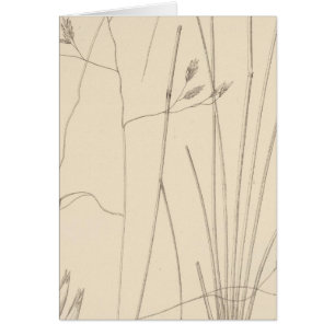 XXIX Festuca thurberi Hälsningskort