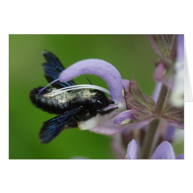 Xylocopa iris hälsningskort (Framsidan Horizontal)